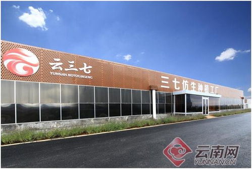 以“鏈”為翼，科技賦能 云南康旅集團(tuán)助推三七產(chǎn)業(yè)高質(zhì)量發(fā)展